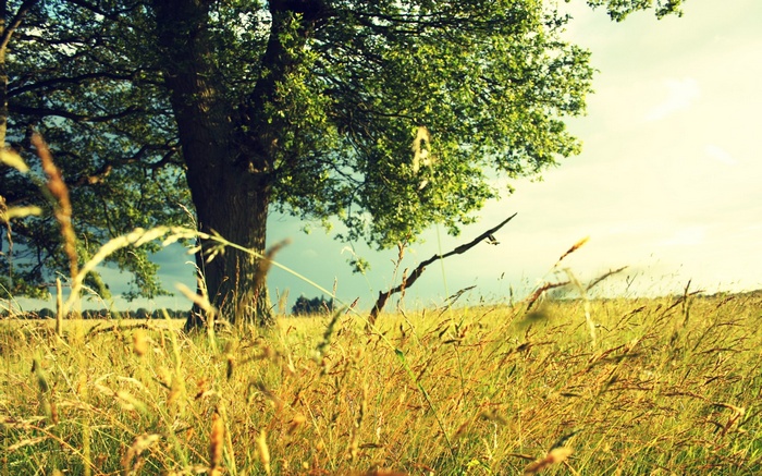A lone tree in a grassy field under a cloudy sky