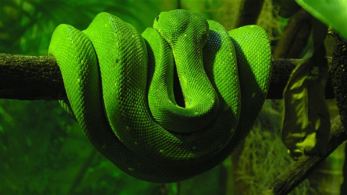Green Snake