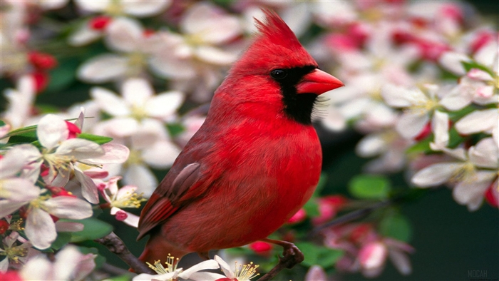 Northern Cardinal on a branch with flowers