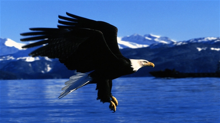 Bald Eagle Flying Over Water in Alaska 4K
