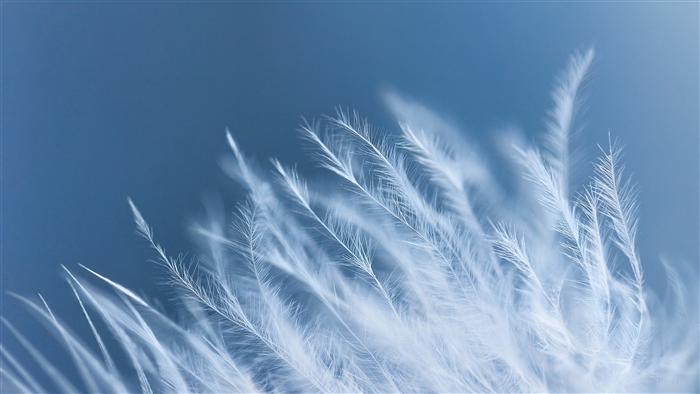 Macro view of white feathers on a blue background