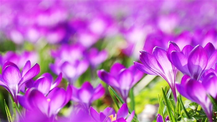 Purple Crocus Flowers