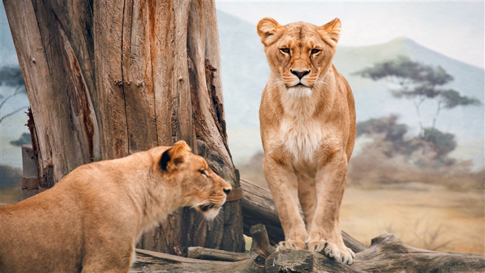 Two African Lionesses in a Savannah Landscape 4K