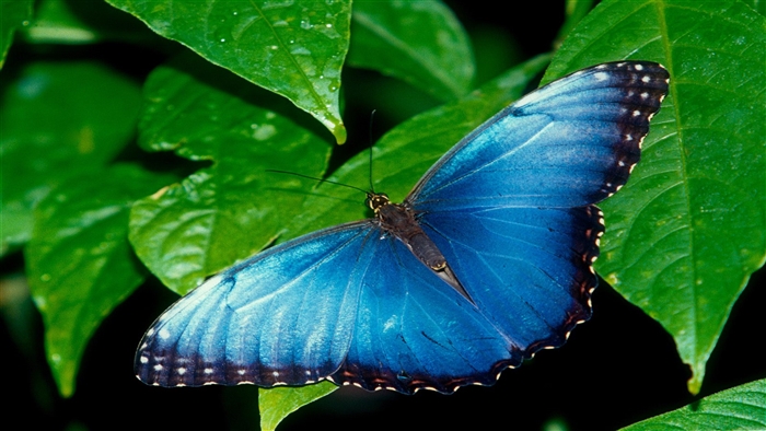 Blue Morpho Butterfly on Green Leaves 4K