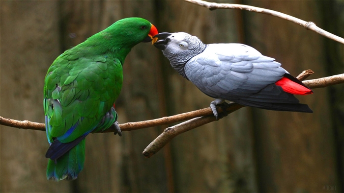 Two parrots kissing on a branch 4K