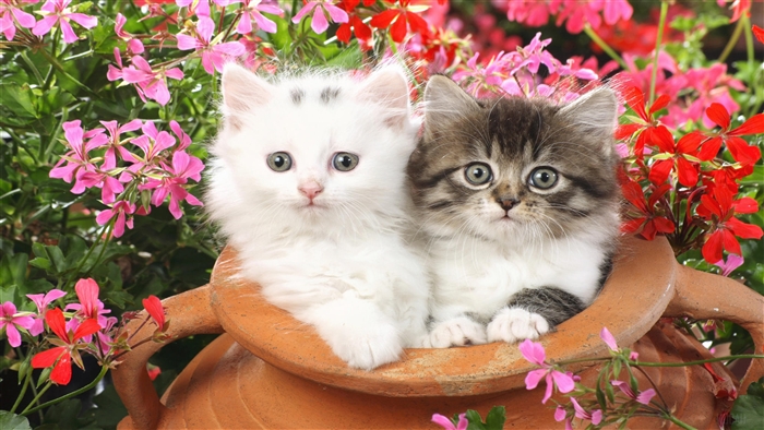 Two Kittens in a Pot with Flowers 4K