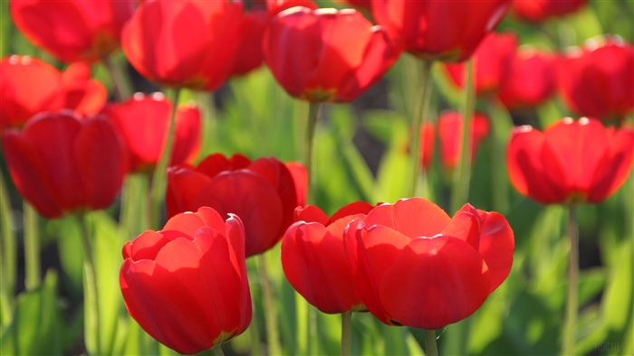 Red Tulips
