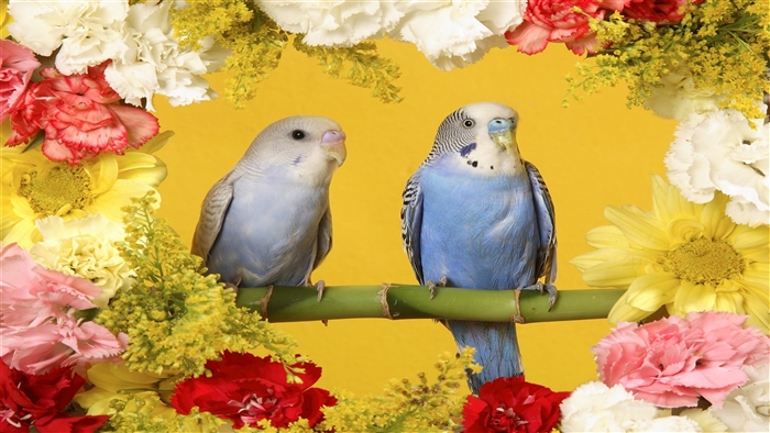 Two budgerigars perched on a branch surrounded by flowers