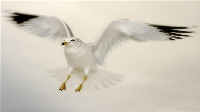 Flying Seagull 4K
