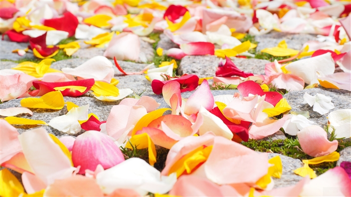 Rose Petals on Cobblestone Path 4K