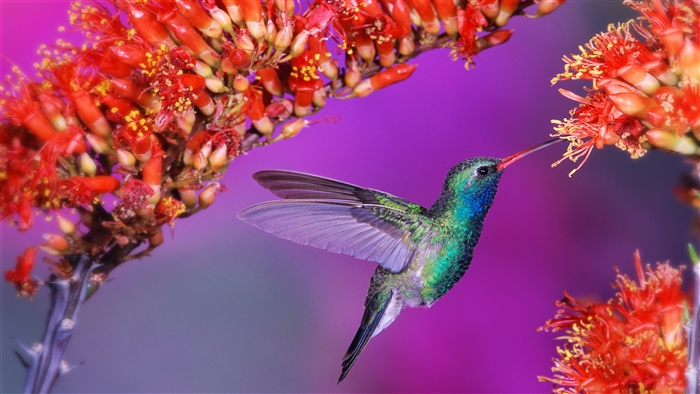 Hummingbird feeding on red flowers 4K