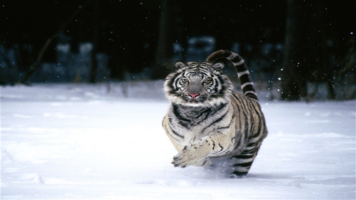 White Tiger Running in Snow 4K