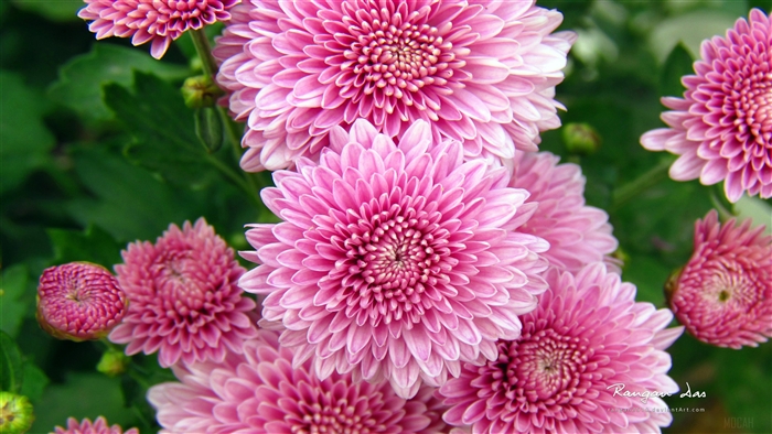 Pink Chrysanthemum Flowers 4K
