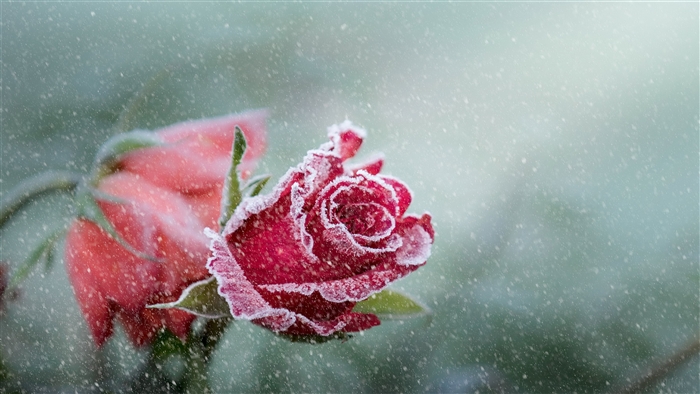 Red Rose Covered in Frost During Snowfall 4K