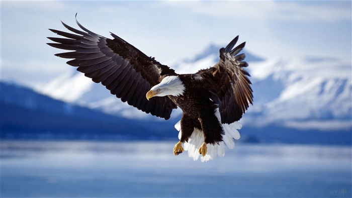 Bald Eagle in Flight Over Alaska 4K