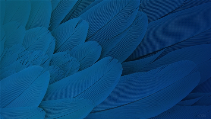 Blue Macaw Feathers 4K