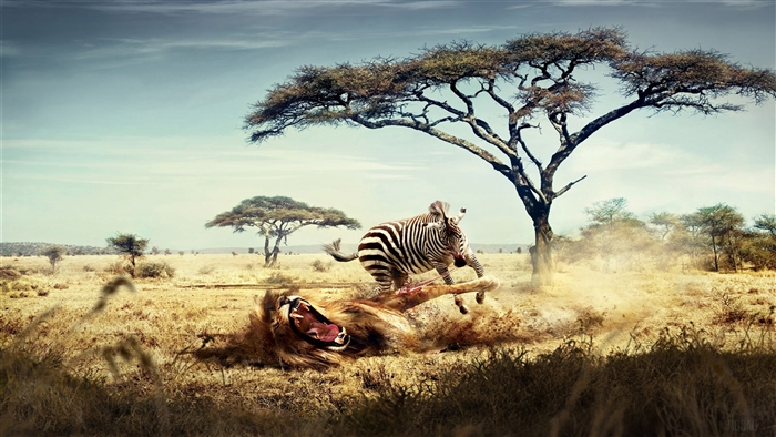 Lion attacking a zebra in the savanna