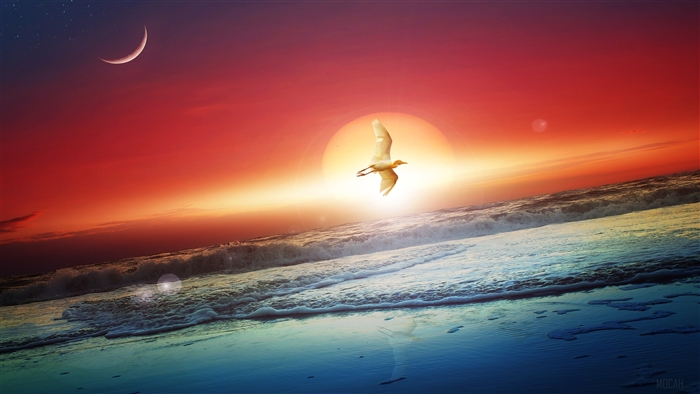 Bird flying over ocean at sunset with moon