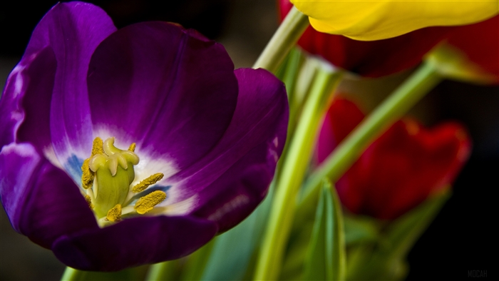 Beautiful Purple Tulip 4K