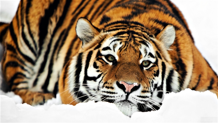 Tiger in the Snow 4K