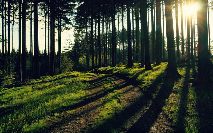 Sunlight filtering through a dense forest with a dirt path