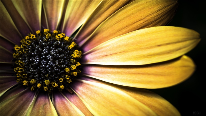 Golden Shasta Daisy