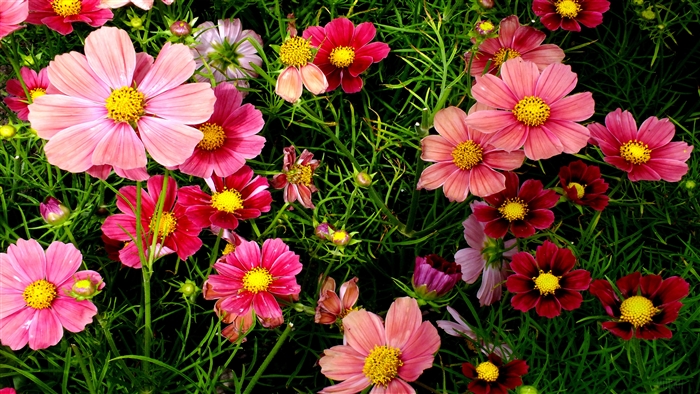 Pink Cosmos Flowers