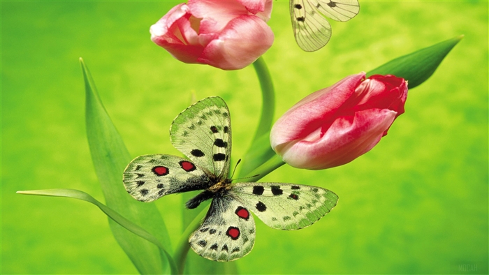 Two Tulips and Two Butterflies 4K