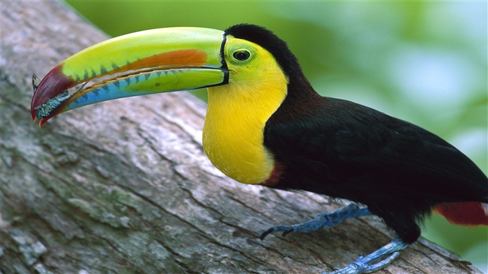 Keel-billed Toucan in Panama 4K