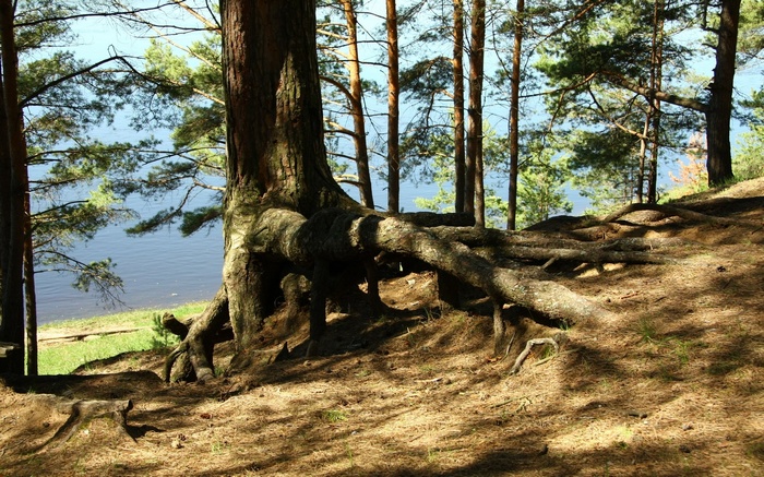 Exposed tree roots on a slope overlooking a lake