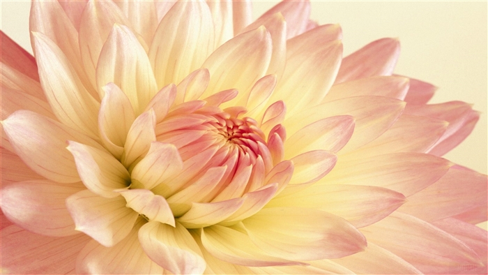 Pale Pink and Yellow Dahlia