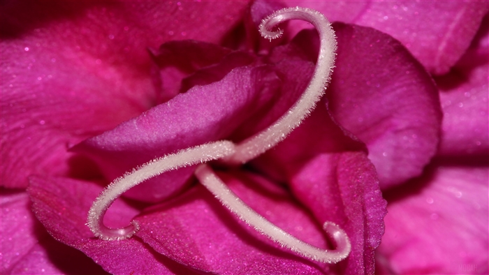 Pink Flower Macro