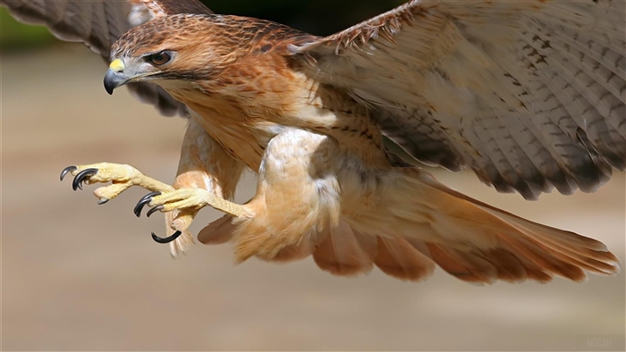 Red-tailed Hawk in flight with talons extended