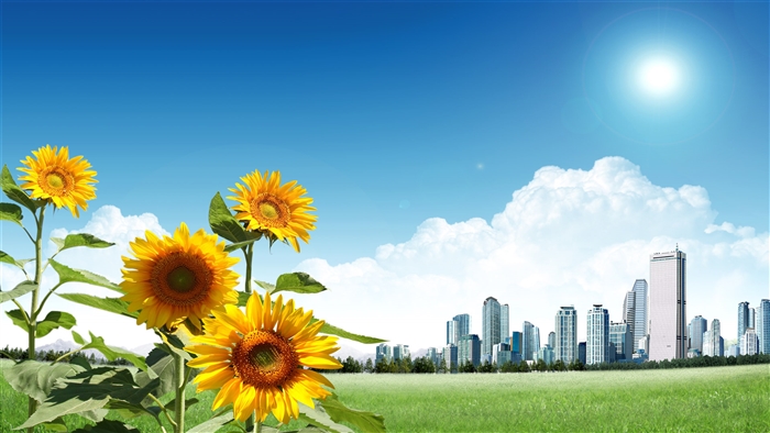 Sunflowers in front of a city skyline