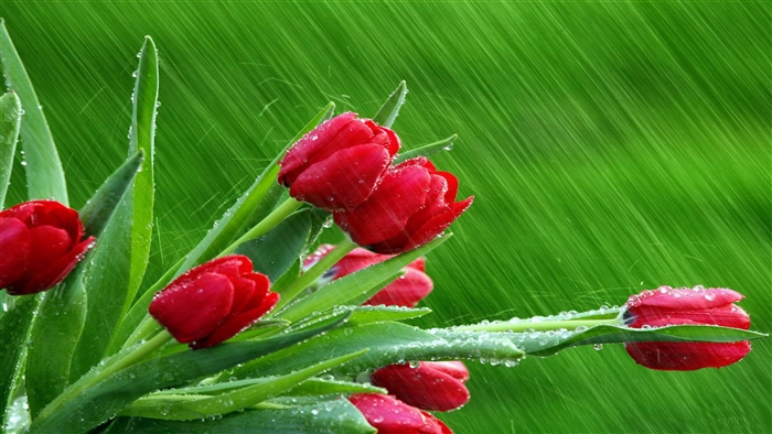 Red Tulips with Water Droplets in Rain 4K