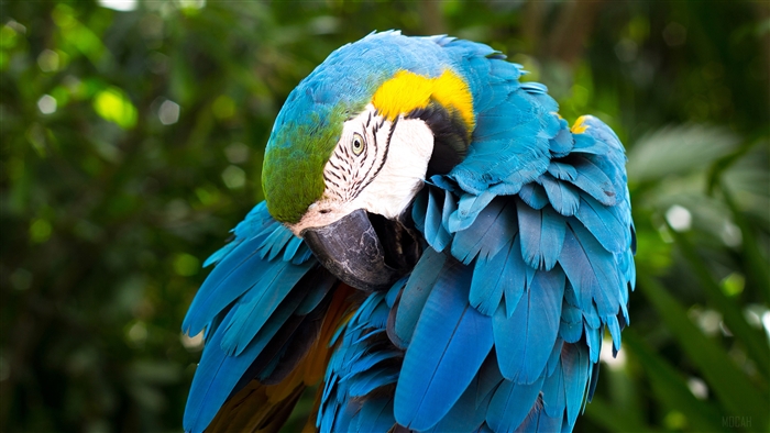 Blue and yellow Macaw