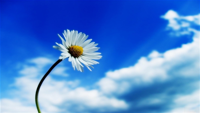 White Daisy Against a Blue Sky with Clouds 4K