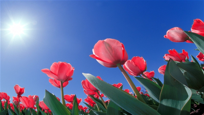 Red Tulips Field Under Bright Sun 4K