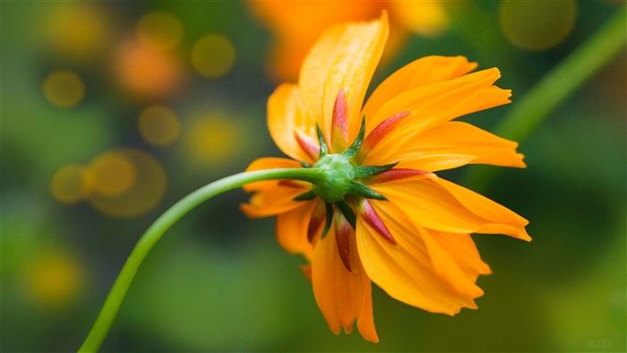 Orange Daisy