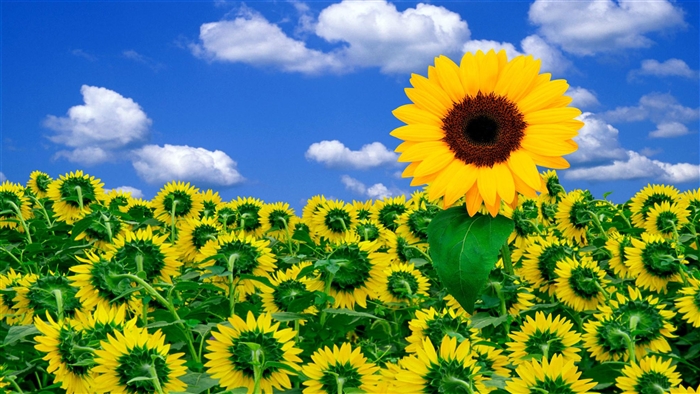 Field of Sunflowers Under a Blue Sky 4K