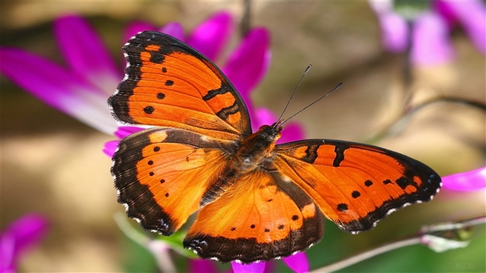 Orange butterfly on purple flower, London Butterfly House 4K