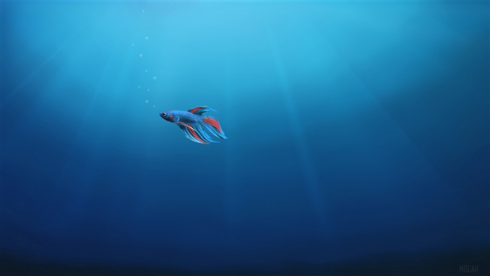 Betta fish swimming in blue water 4K