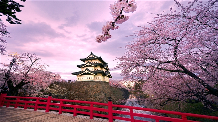 Hirosaki Castle surrounded by cherry blossoms in Japan 4K
