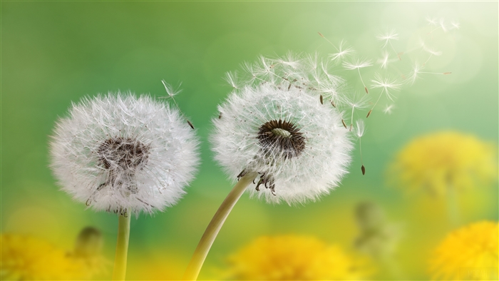 Dandelion Flowers