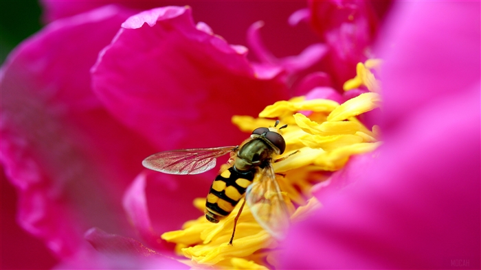 Hoverfly on a pink flower in 4K