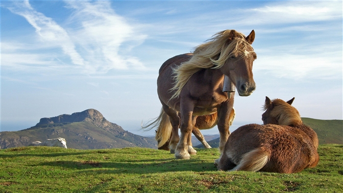 Two horses on a grassy hill with mountains in the background
