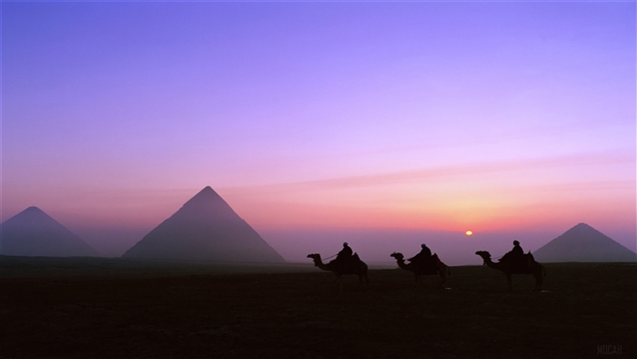 Camels and Pyramids at Sunset 4K