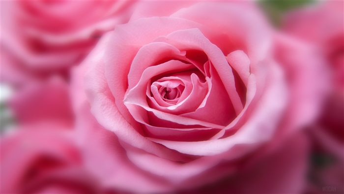 Pink Rose