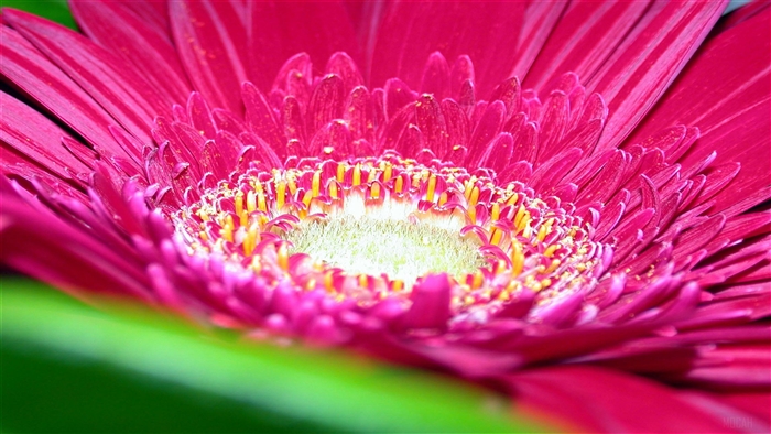 Close-up of a Pink Gerbera Daisy Flower 4K