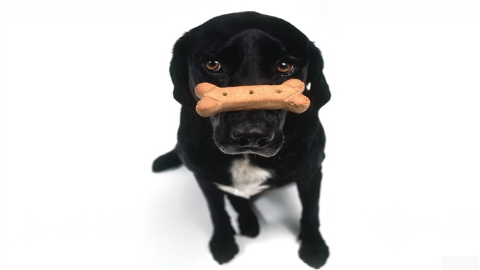 Black dog with a bone on its nose